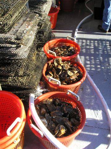 Cages and orange sorting buckets full of harvested shellfish on the deck of a boat.